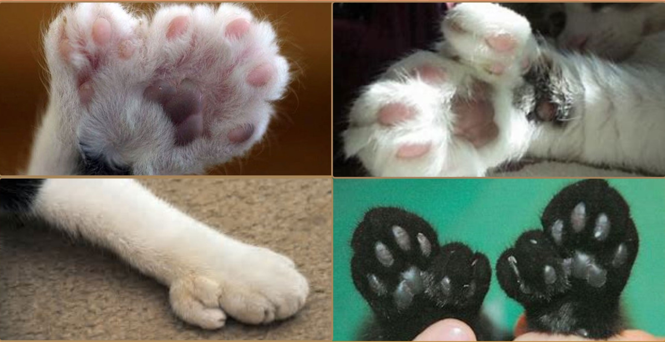 Polydactyl 2024 cat paw